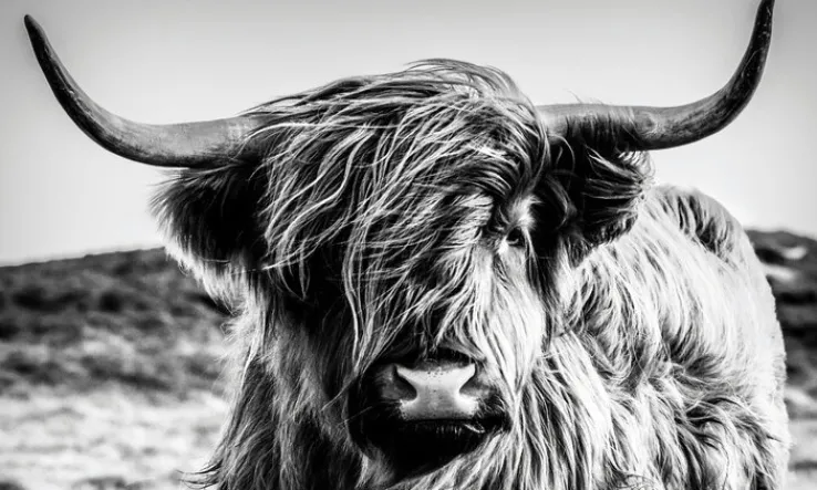 BÖNNINGHOFF Bild HIGHLANDER 150 x 90 cm