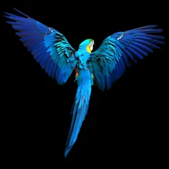 PRO ART Alu-Art Bild BLUE PARROT 98 x 98 cm mehrfarbig