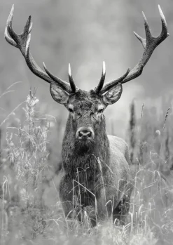 PRO ART Alu-Art Bild GREY DEER HEAD II 70 x 98 cm